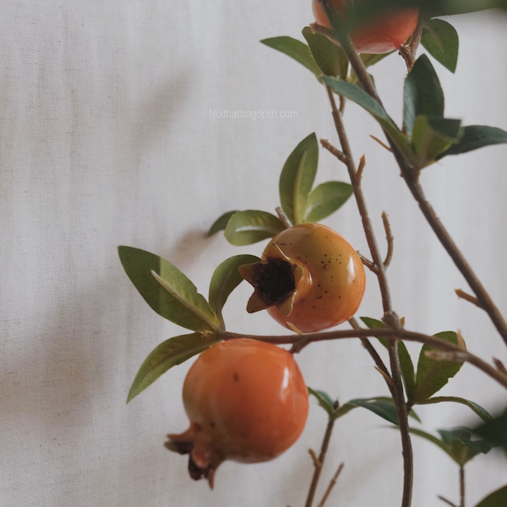 Cây lựu chậu cói