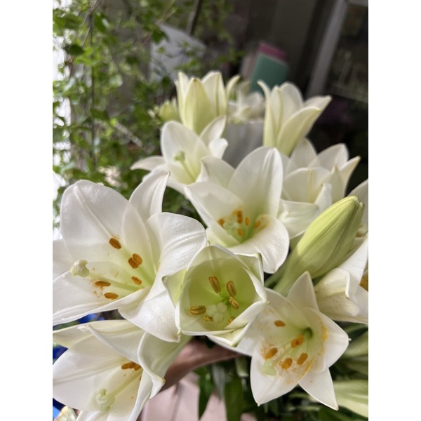 Hoa Loa Kèn Hà Nội