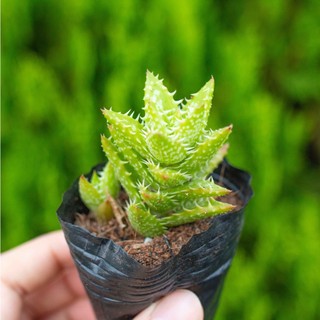 Sen đá hàm cá mập 5-7cm - Vườn sen đá