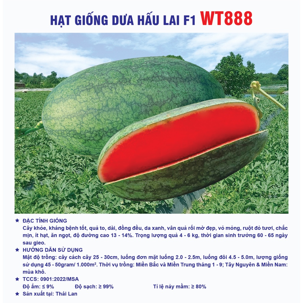 HẠT GIỐNG DƯA HẤU LAI F1 WT888