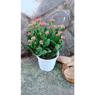 Cây Hoa Sống Đời Thái