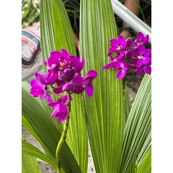 Cây Địa Lan Tím