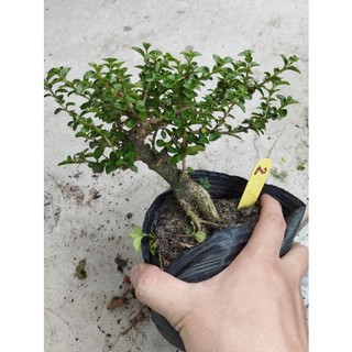 sam hương lùn lực gốc già
