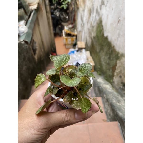 Begonia, Thu hải đường, Hổ nhĩ thảo trồng bán cạn, terarium,vivarium