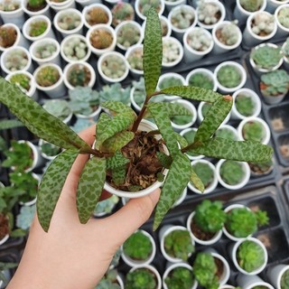 Sen đá hồ lô