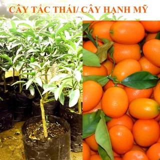 Cây giống tắc thái trái dài