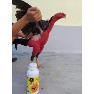 Om,dày đỏ da cho gà Ưu Việt(tặng kèm chổi quét)