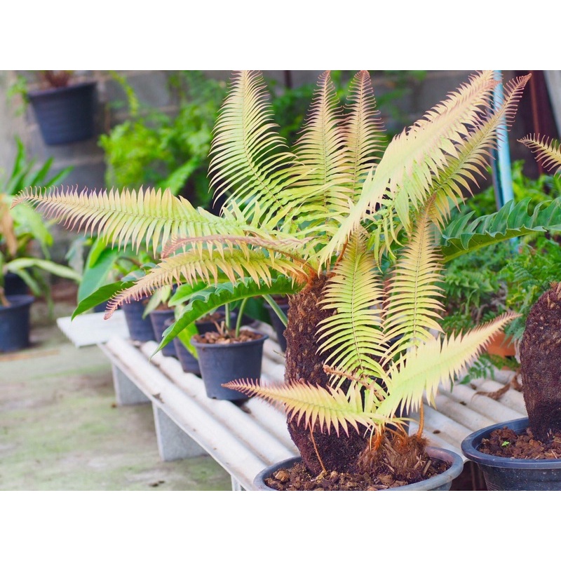 dương xỉ thân gỗ