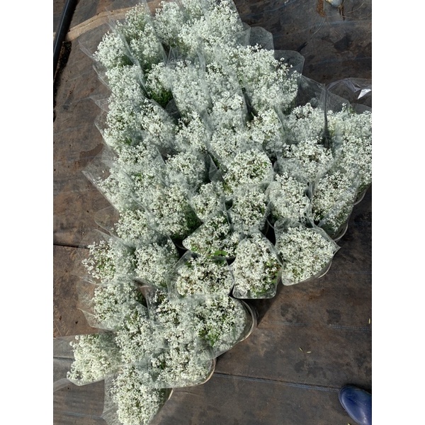 Cây hương tuyết cầu _ Nhà vườn Hoa Linh