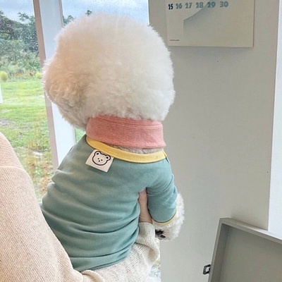 Áo thun gấu trắng kèm khăn choàng dành cho thú cưng