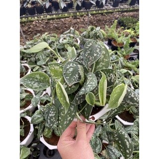 Chậu cứng Pothos Satin- Trầu bà Pháp