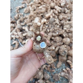 Củ nghệ đen tươi (gồm cả củ cái và củ nhánh) 1kg