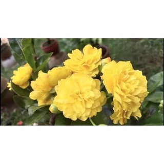 Hoa mai Cúc Rose Thanh Tú_cây ghép chuẩn