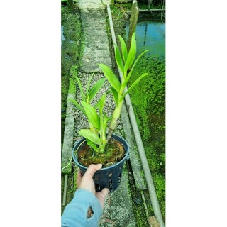 HOA LAN DENRO BẠCH LONG GỬI NGUYÊN CHẬU PHI 12