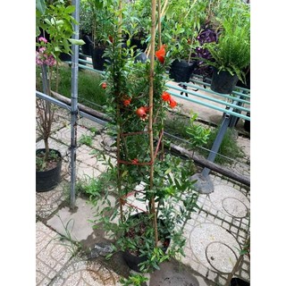 Cây 🌲 Lựu ấn độ đang hoa đang trái