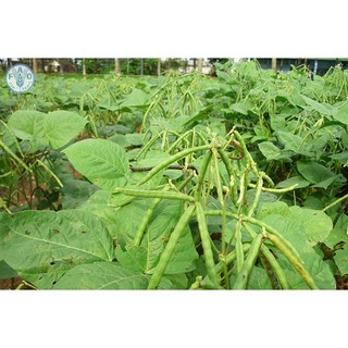 100Gram Hạt giống đậu đen xanh lòng
