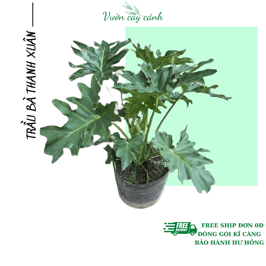 Cây trầu bà cánh phượng (trầu bà thanh xuân), Cao 50cm bụi do dày cực đẹp mang phong thủy tốt, hợp trang trí nội thất