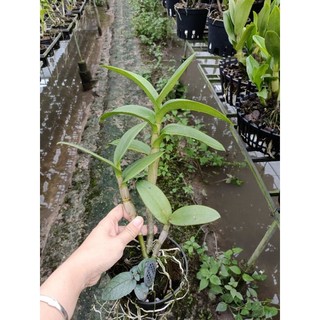 Hoa lan denro nắng đỏ măng cụt