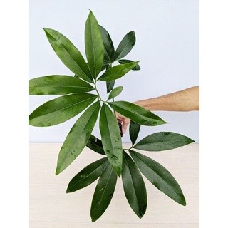 Chậu cứng philodendron geoldii