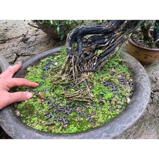 phân hữu cơ Jord (Na Uy)