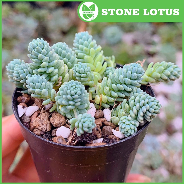 Sen Đá Sedum Hoa Hồng Xanh Size 5-7cm, XUẤT XỨ VIỆT NAM, ĐÃ THUẦN KHÍ HẬU, SIÊU KHOẺ ĐẸP, Lỗi 1 ĐỔI 1