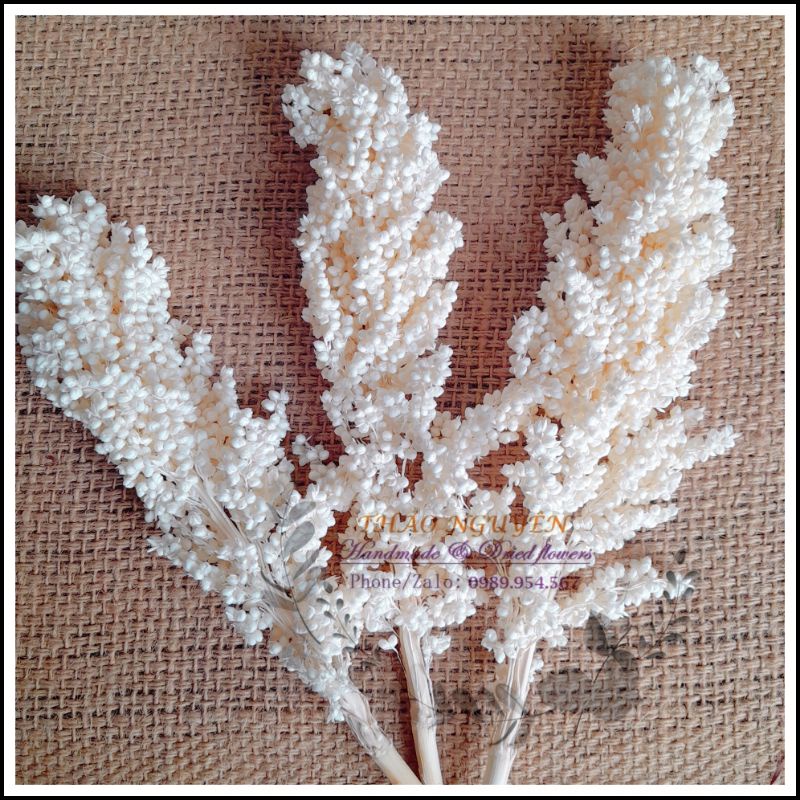 Hoa cao lương khô ❤️ hoa cao lương vĩnh cửu dùng trang trí không gian, làm thủ công, đổ resin, nến thơm, sáp thơm...
