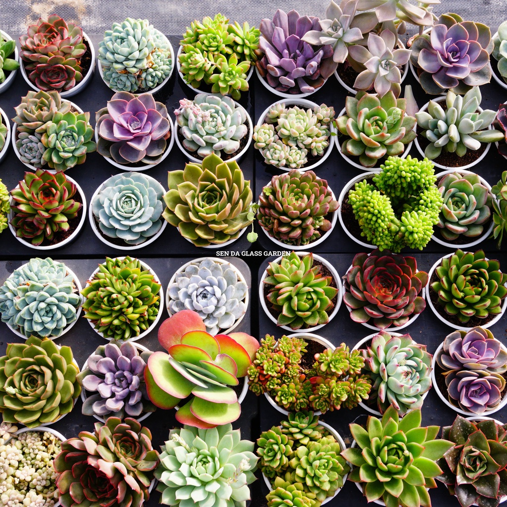 Combo 15 loại sen đá chậu trung 10-12cm GLASS GARDEN, tặng 1 chậu cùng size.