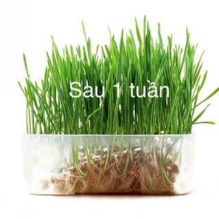 BỘ HẠT GIỐNG CỎ MÈO CATNIP (BỘ KIT TRỒNG CỎ MÈO )