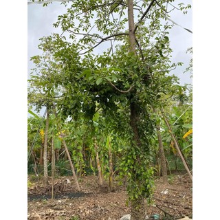 Cây giống Gạo Tía( gạo trắng.)