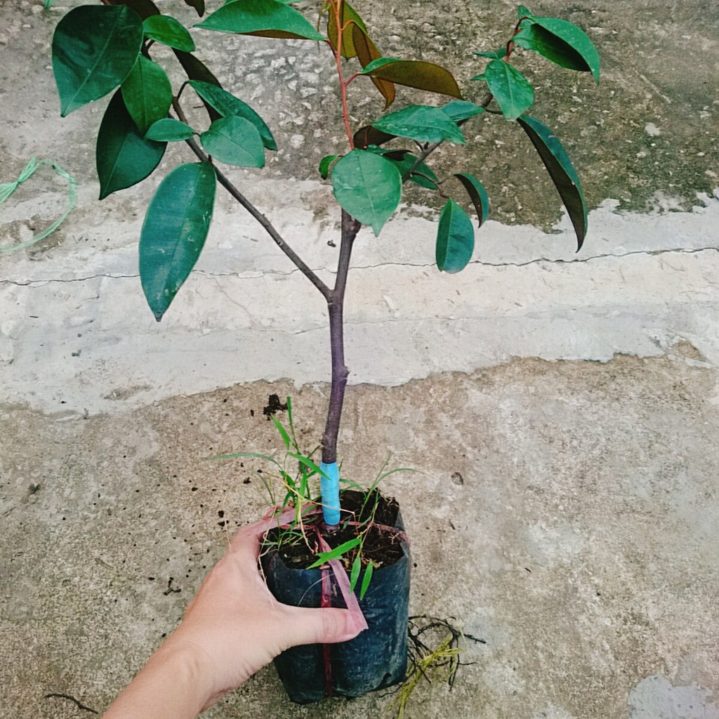 Cây vú sữa lò rèn - cây ăn quả