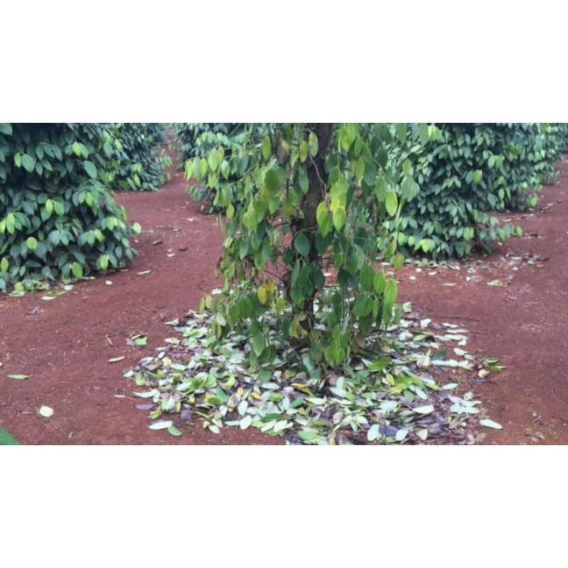 Anlien 800Wg _ 50g phòng trừ nấm hại cây trồng và gây chết nhanh trên cây hồ tiêu lưu dẫn hai chiều cực mạnh