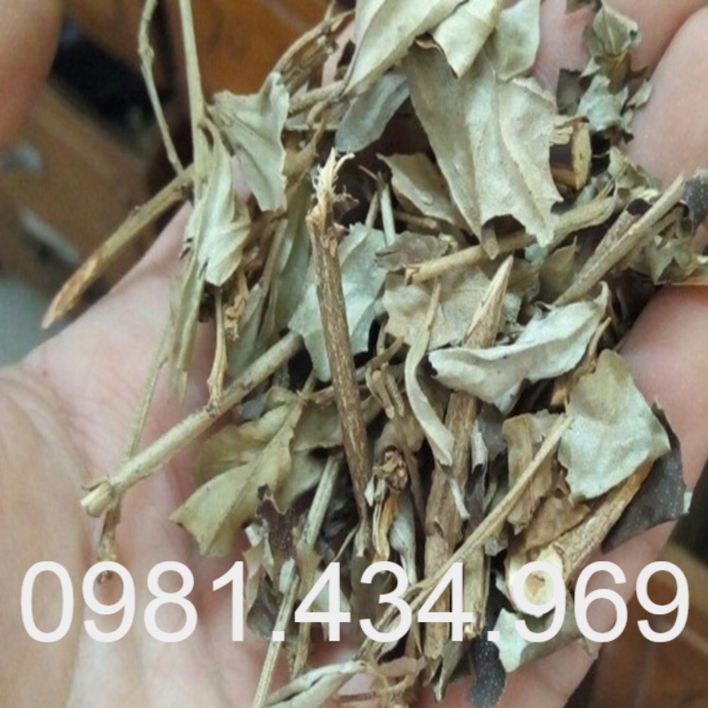 Cây Khổ Sâm Khô Chất Lượng 01KG Mới