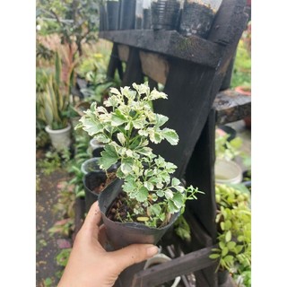 Đinh lăng cẩm thạch (cây giống)