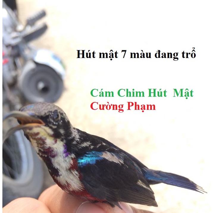 3 gói Cám Chim Hút Mật Cường Phạm - Cám Dưỡng số 1