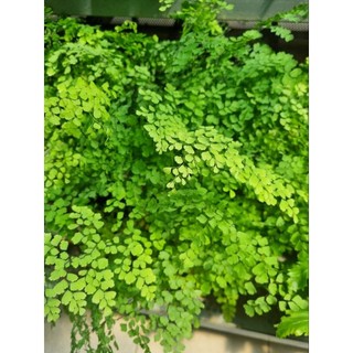 Cây tóc thần vệ nữ -Adiantum capillus-veneris