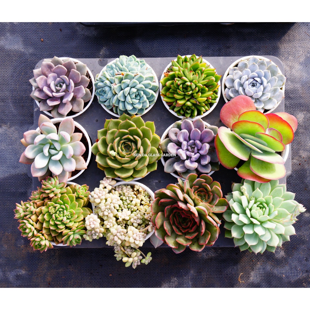 Combo 15 loại sen đá chậu trung 10-12cm GLASS GARDEN, tặng 1 chậu cùng size.