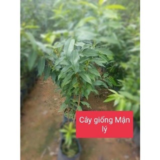 Cây giống mận lý (siêu sớm có bảo hành)