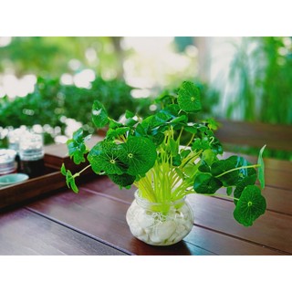 Cây Trang Trí- Cỏ Bốn Lá May Mắn