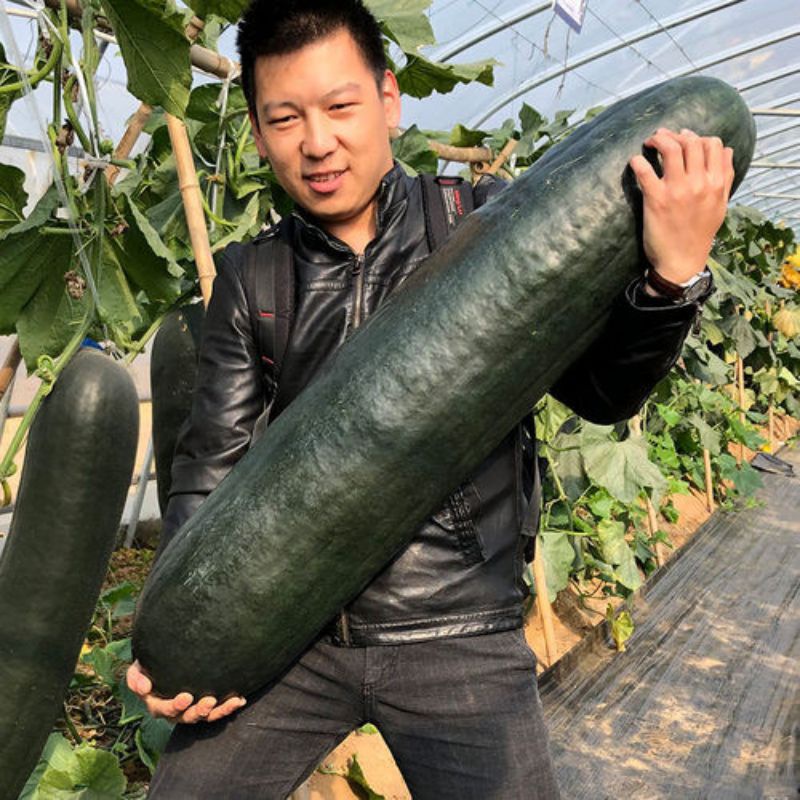 Hạt giống bí đao đen khổng lồ Meichan F1_ Chuẩn giống nảy 92%