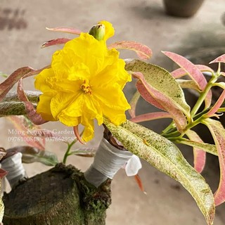 Cây Mai Giảo Bạch Kim - hoa màu vàng, bonsai gốc đẹp