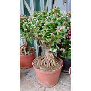 Cây cành vàng lá ngọc cổ thụ