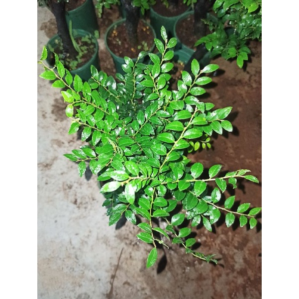 cây tùng đen, c chuột quảng ninh