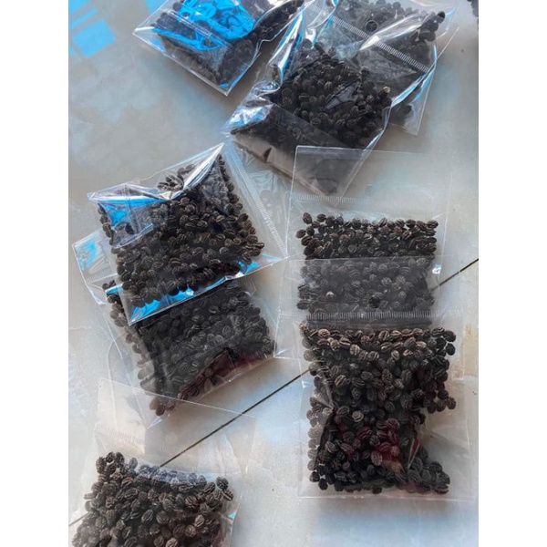 Gói 50 hạt giống đu đủ đực siêu hoa