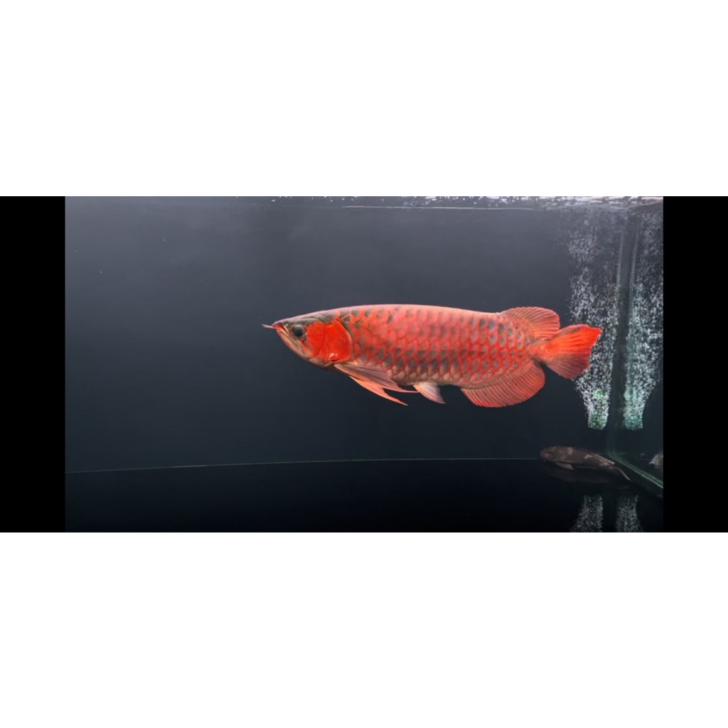 Đèn T10 Plus dành cho cá rồng huyết long, cá đĩa, đèn đỏ cá không đỏ nước