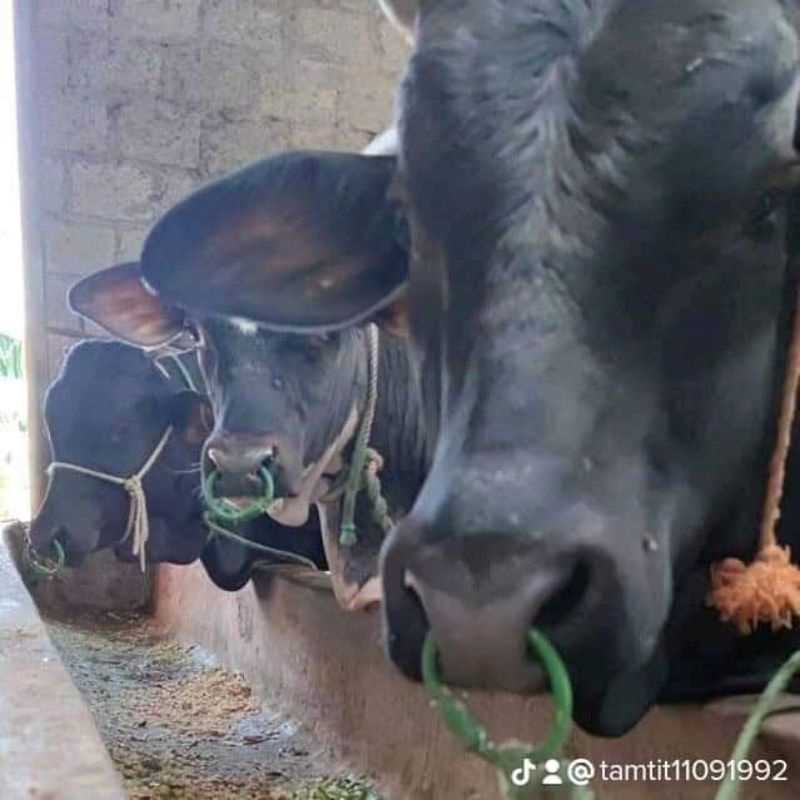 Vòng Xỏ Mũi Trâu Bò