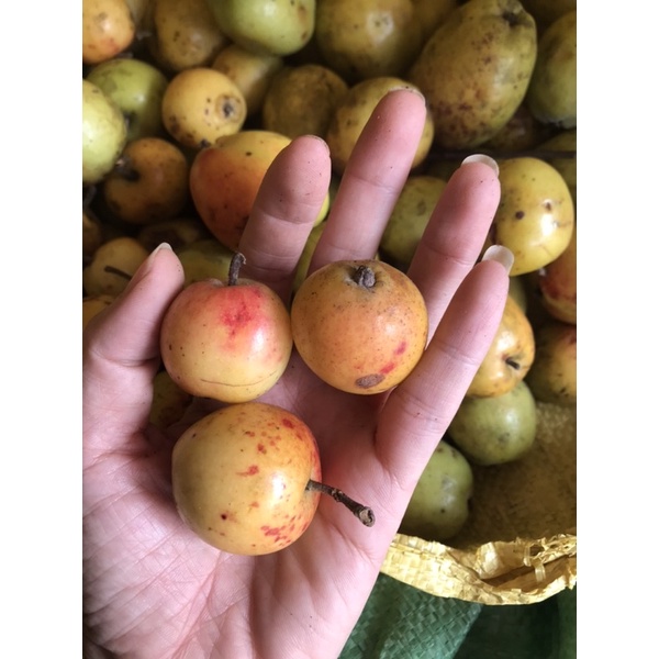 Táo mèo tươi ngâm rượu/ hàng cuối vụ chín