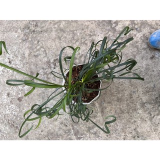 Cây Ngãi Quắn (Cây ngãi kéo khách)