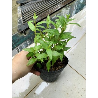 Chậu mềm giống RAU RĂM.