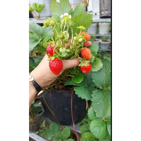 Combo vỉ 10 cây giống Dâu tây 🍓 HÀN LAI siêu trái