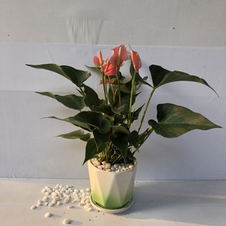 Cây hồng môn hồng kèm chậu sứ kim cương, Cao 35cm